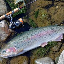 ラインブレイク多発 ～岡崎トラウトポンド～